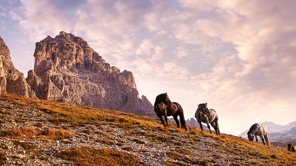 Cavalos Loiros Sorrir Prado Siusi Alpes Trentino Alto Adige Itália