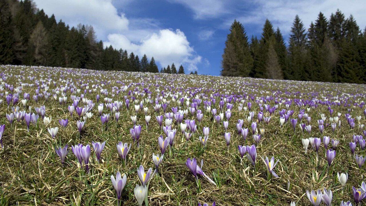 Danta Di Cadore: Splendide Vacanze In Comelico | Bellunese