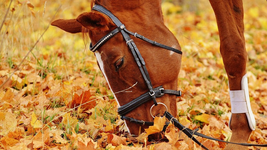 Cavalos Loiros Sorrir Prado Siusi Alpes Trentino Alto Adige Itália